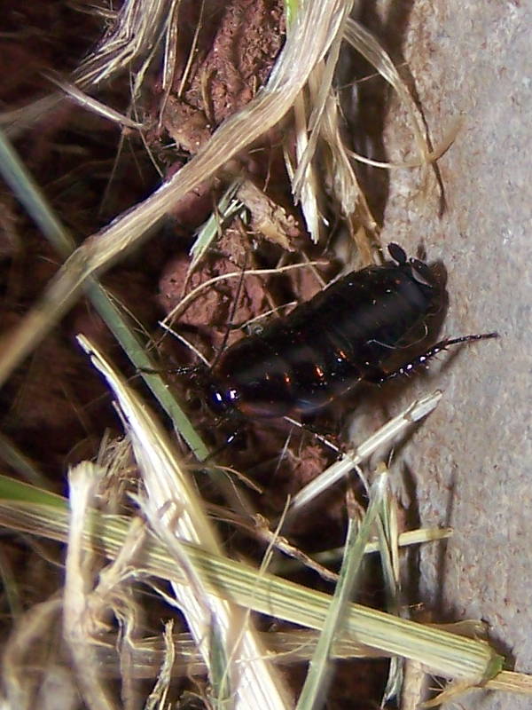 Loboptera decipiens (Germar 1817)