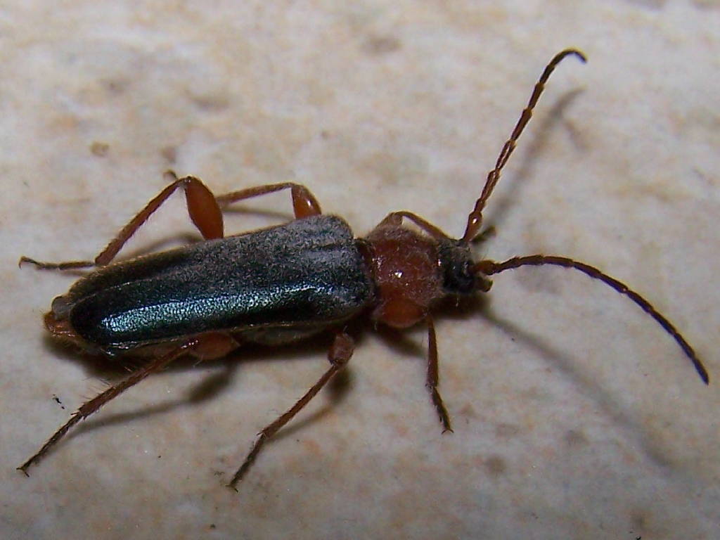 Cantharis?