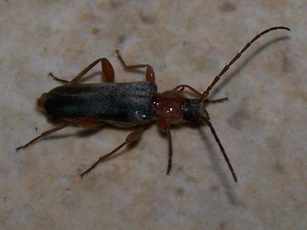 Cantharis?