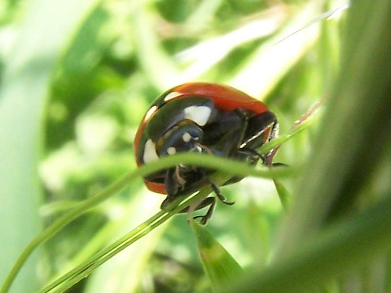 quale coccinella?