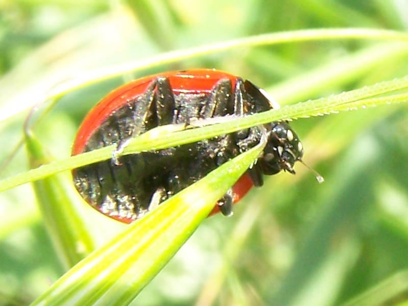 quale coccinella?