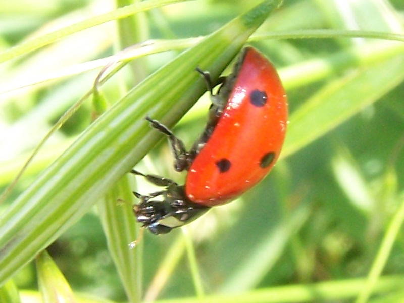 quale coccinella?