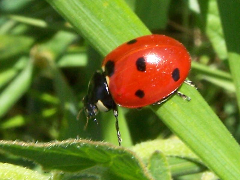 quale coccinella?