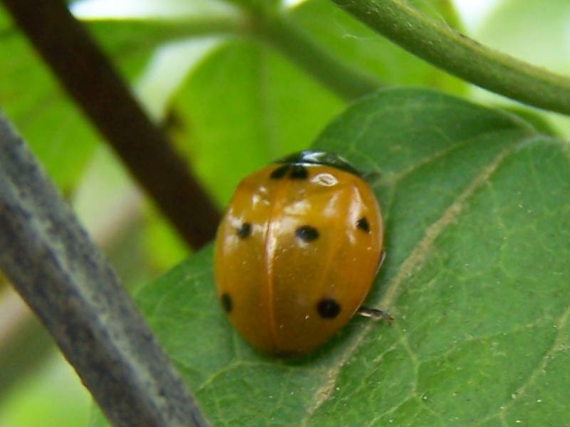 Coccinella semptempunctata?