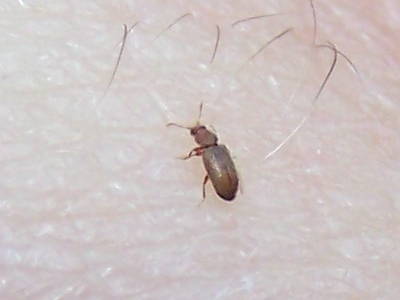 atterrato: Corticaria sp.? (Lathridiidae)