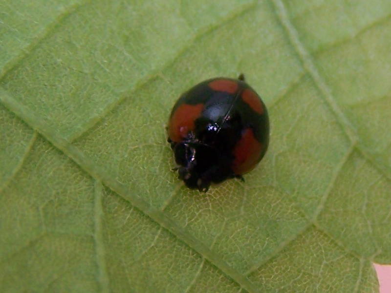 Adalia bipunctata?