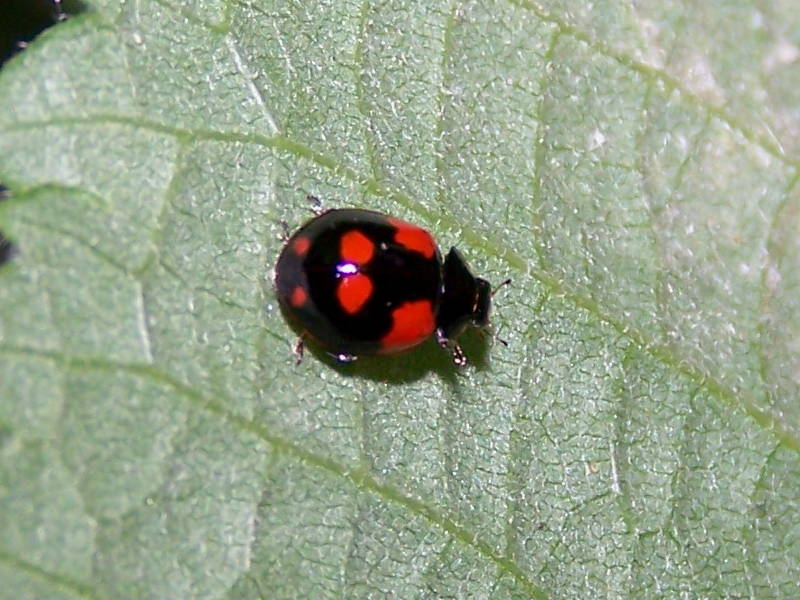 Adalia bipunctata?