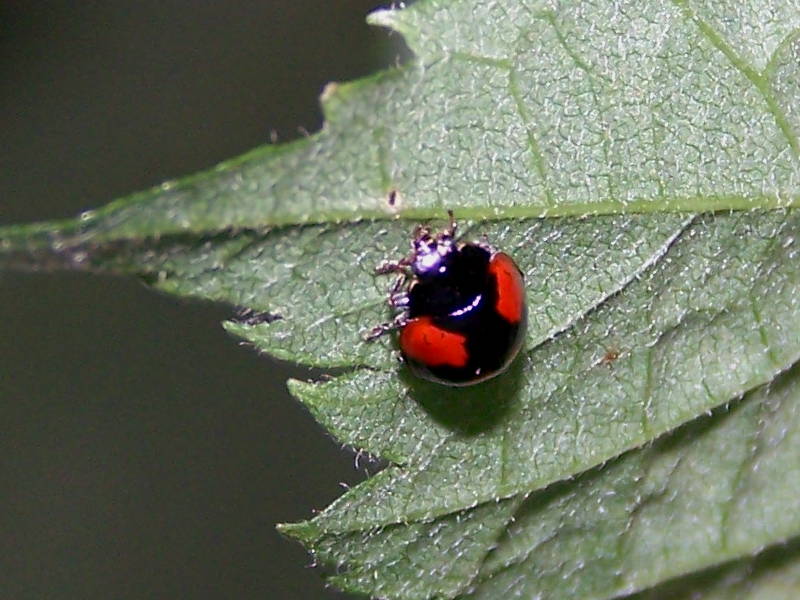 Adalia bipunctata?