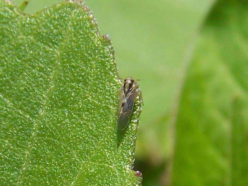 sulle rive del lago di bolsena - Delphacidae