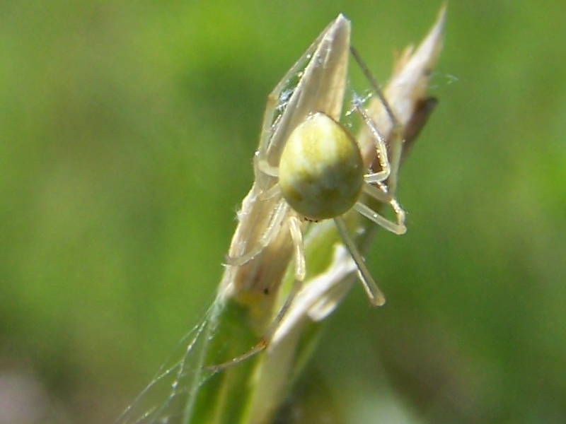 Enoplognatha sp.