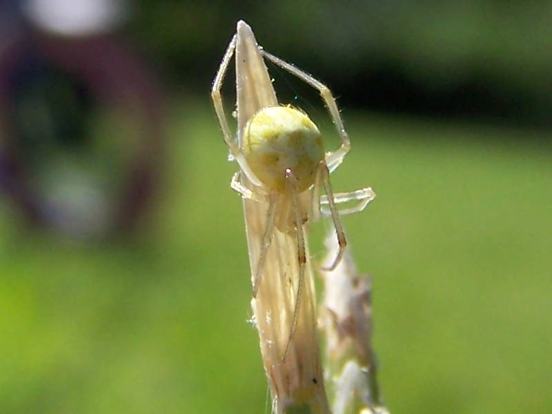 Enoplognatha sp.