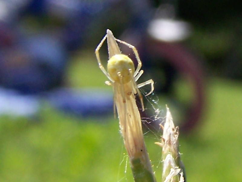 Enoplognatha sp.