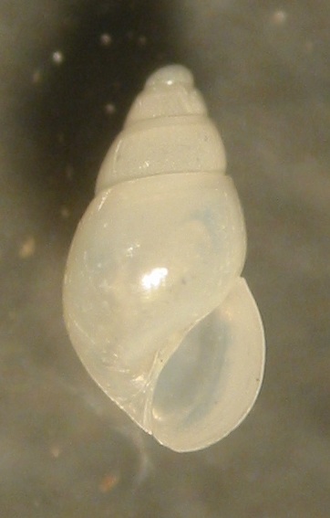 Odostomia eulimoides? Tarifa a riva