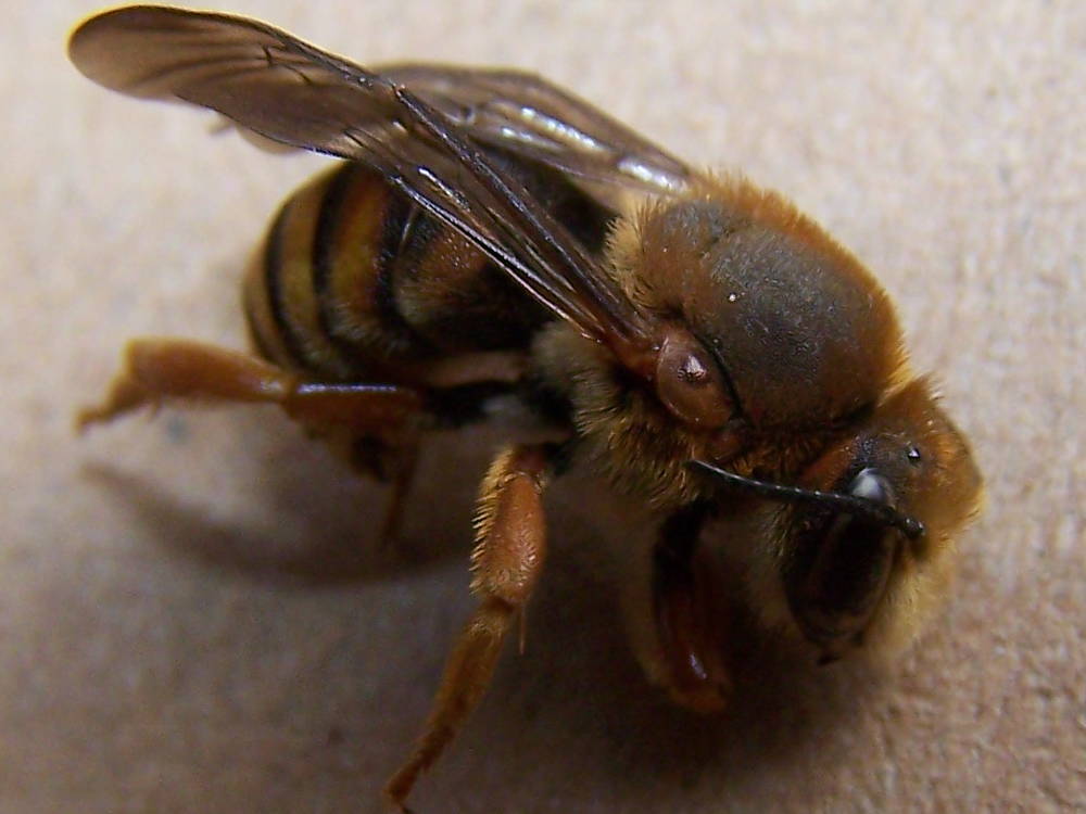 Apidae Megachilinae: Rhodanthidium septemdentatum in gusci vuoti