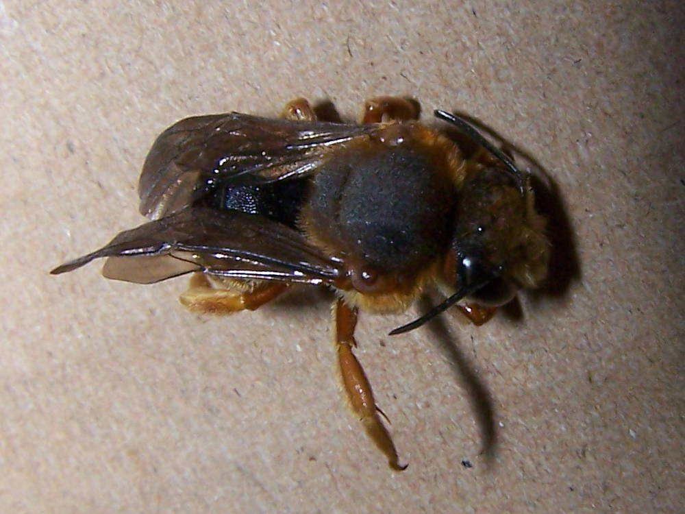 Apidae Megachilinae: Rhodanthidium septemdentatum in gusci vuoti