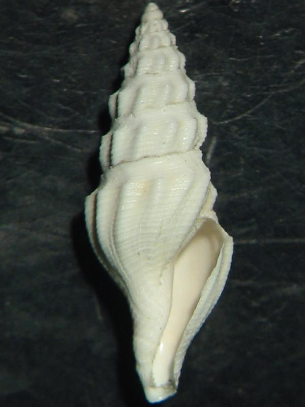 Benthomangelia obtusangulus (Brocchi, 1814)