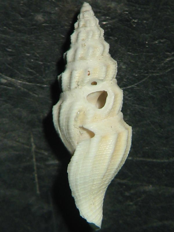 Benthomangelia obtusangulus (Brocchi, 1814)