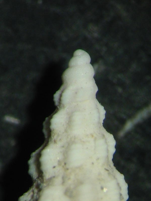 Clathurella gracilis