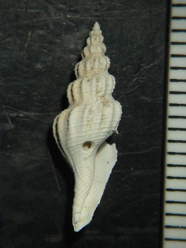 Pleurotomella