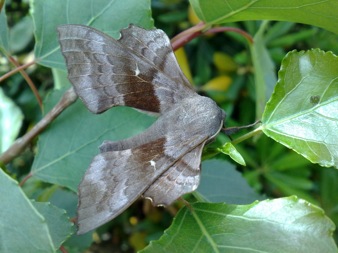 fotografata oggi : Laothoe populi