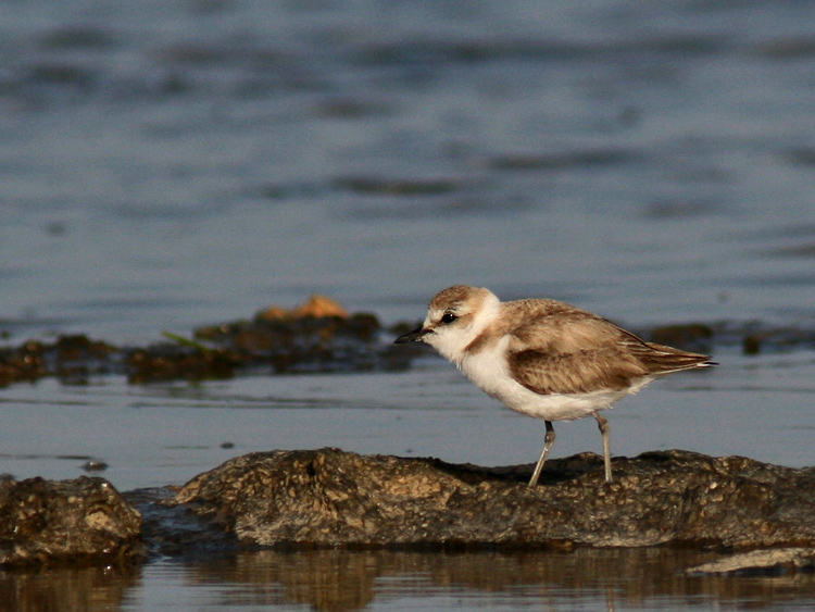 Charadrius?