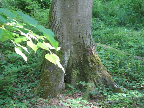 da determinare: alberi alti alti...