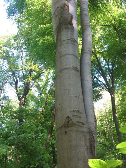 da determinare: alberi alti alti...