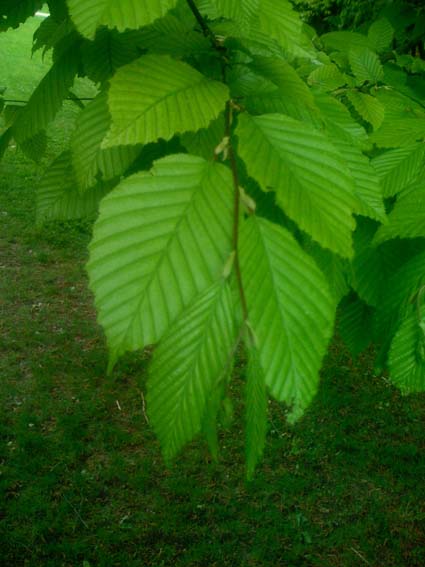 Carpinus betulus