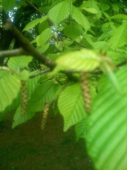 Carpinus betulus