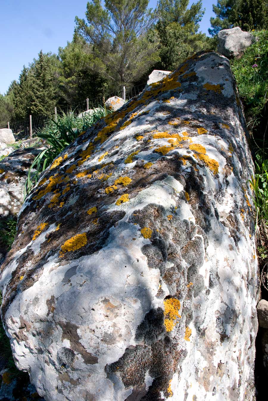 Muschio ignoto - Racomitrium sp.