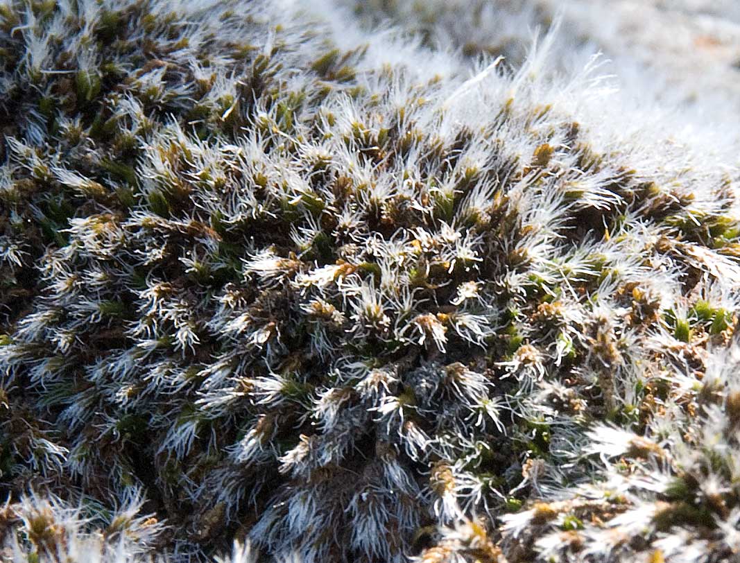 Muschio ignoto - Racomitrium sp.