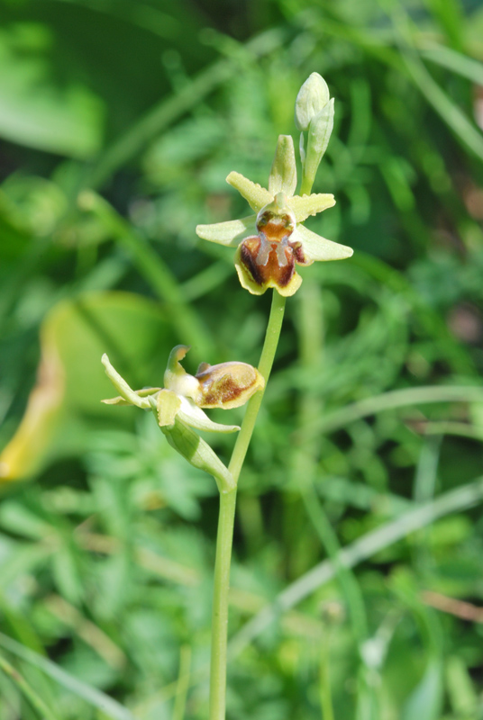 Ophrys ... dal Gargano