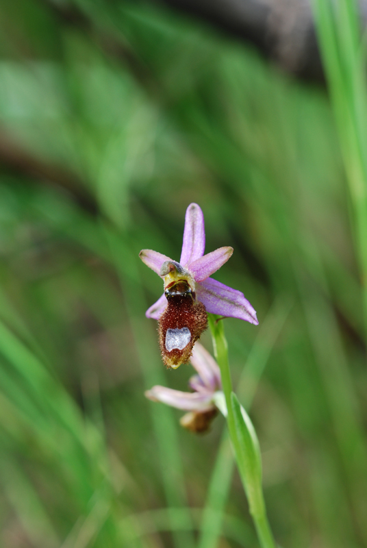 Ophrys ... dal Gargano