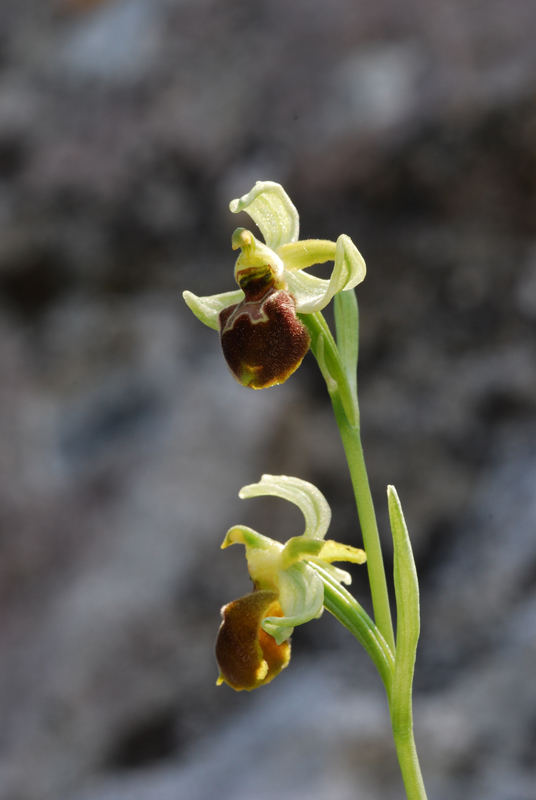 Ophrys ... dal Gargano