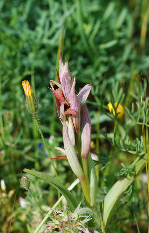 Ophrys ... dal Gargano