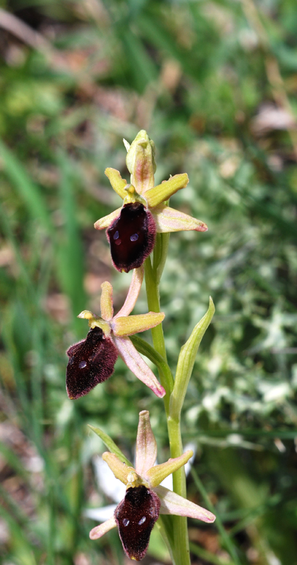 Ophrys ... dal Gargano