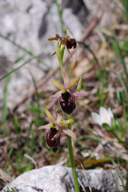 Ophrys ... dal Gargano