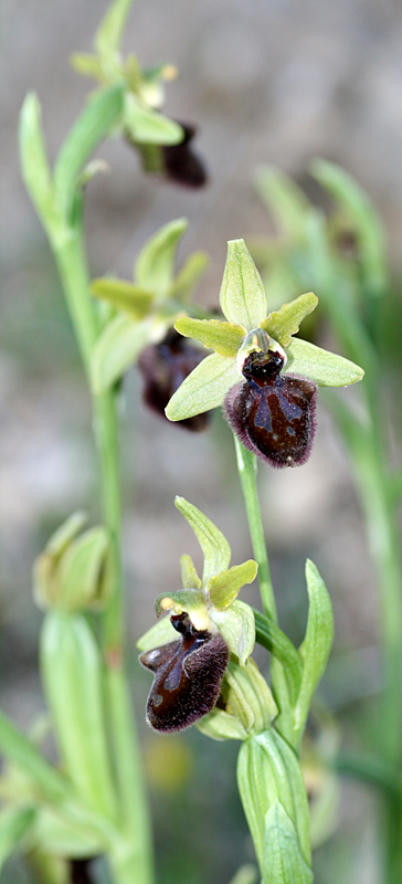 Ophrys ... dal Gargano