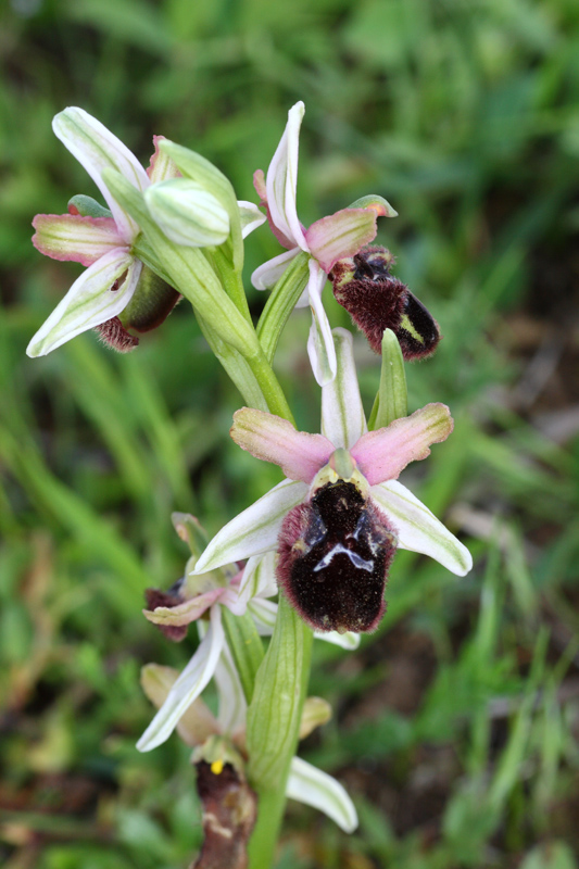 Ophrys ... dal Gargano