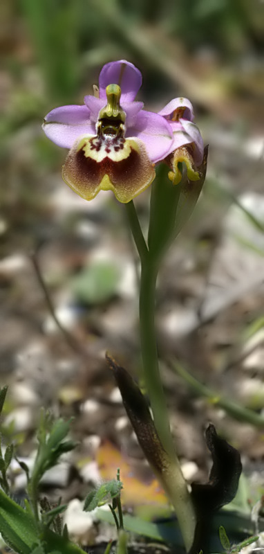 Ophrys tardans