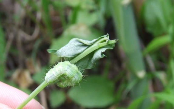 Bruco di Melitaea athalia