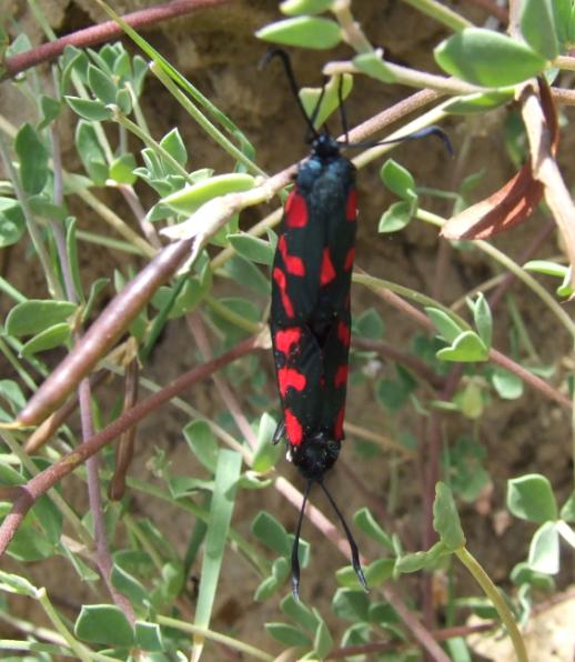 Zigaena filipendulae uova- deposizione-accoppiamento