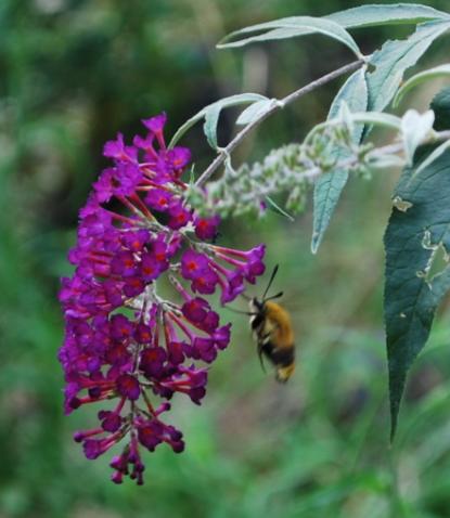 Hemaris fuciformis