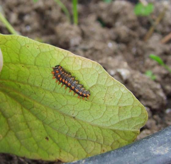 bruco di Zerynthia polyxena