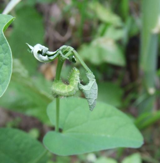 Bruco di Melitaea athalia