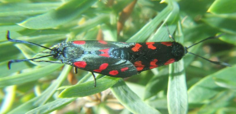 Zigaena filipendulae uova- deposizione-accoppiamento