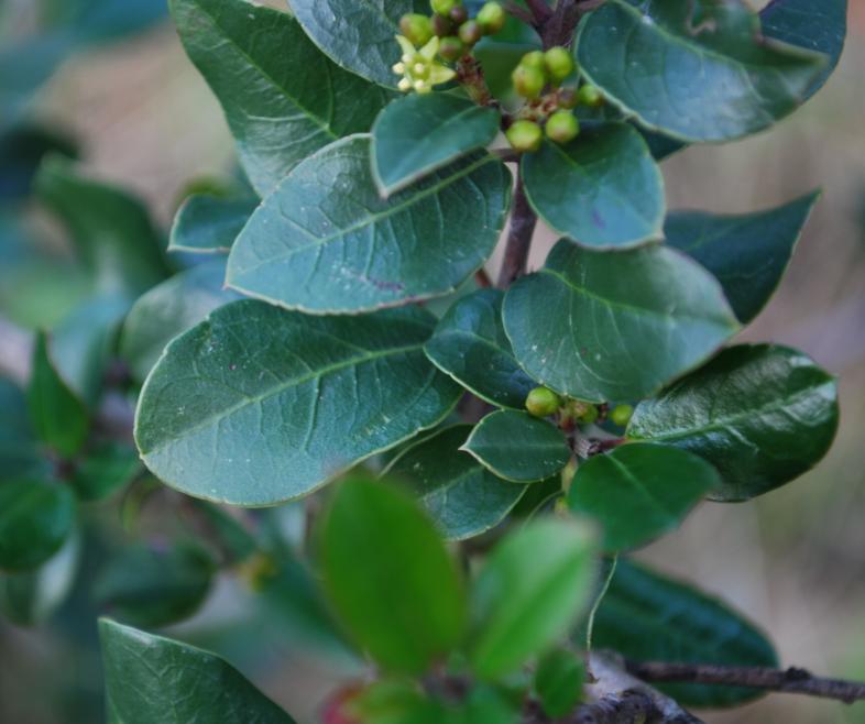 Rhamnus alaternus