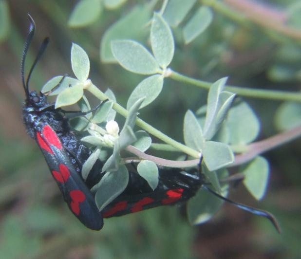 Zigaena filipendulae uova- deposizione-accoppiamento