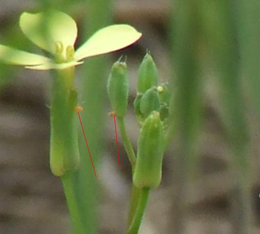 Pontia edusa