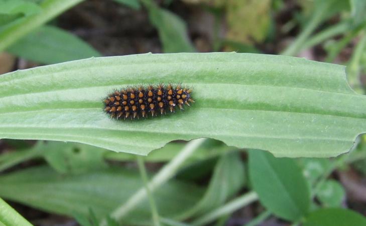 Bruco di Melitaea athalia